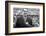 Spectators at the Minnesota- Iowa Game, Minneapolis, Minnesota, November 1960-Francis Miller-Framed Photographic Print