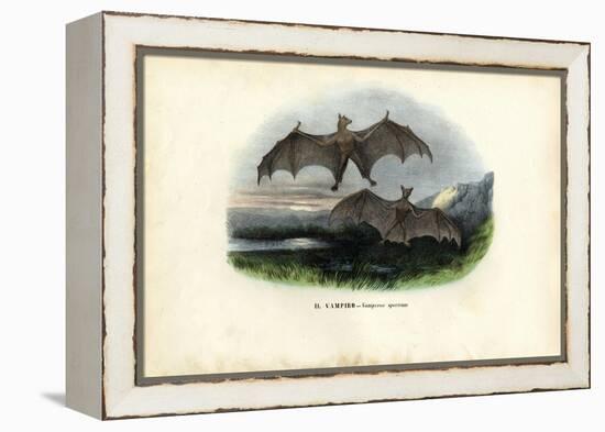 Spectral Bat, 1863-79-Raimundo Petraroja-Framed Premier Image Canvas