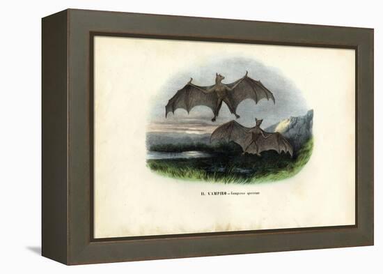 Spectral Bat, 1863-79-Raimundo Petraroja-Framed Premier Image Canvas