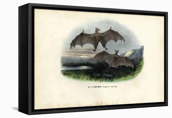 Spectral Bat, 1863-79-Raimundo Petraroja-Framed Premier Image Canvas