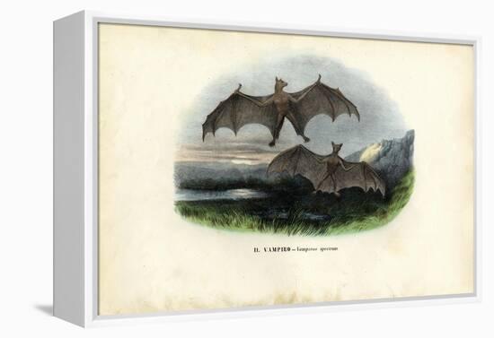 Spectral Bat, 1863-79-Raimundo Petraroja-Framed Premier Image Canvas