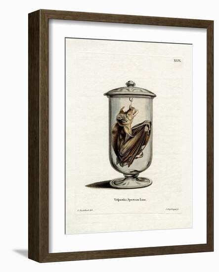 Spectral Bat-null-Framed Giclee Print