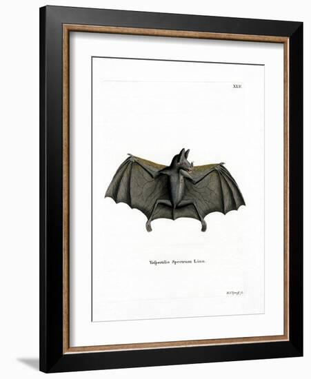 Spectral Bat-null-Framed Giclee Print
