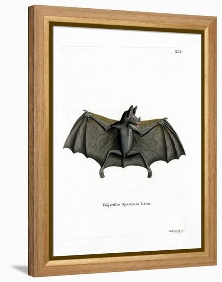 Spectral Bat-null-Framed Premier Image Canvas