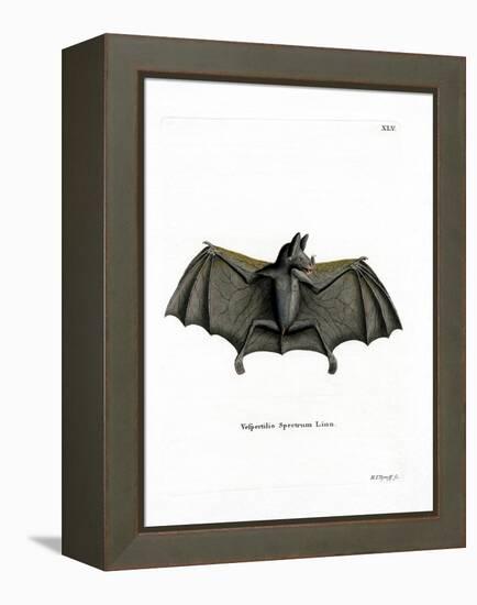 Spectral Bat-null-Framed Premier Image Canvas