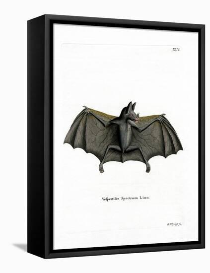 Spectral Bat-null-Framed Premier Image Canvas