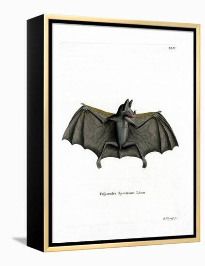 Spectral Bat-null-Framed Premier Image Canvas