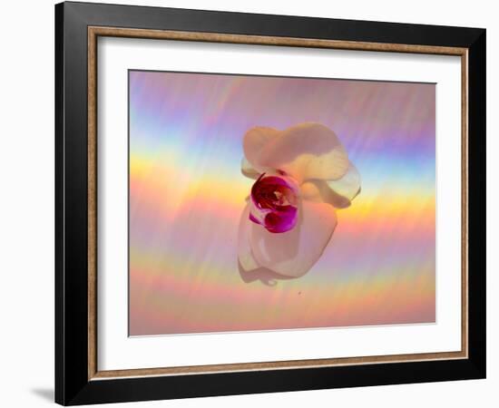 Spectrum-Charles Bowman-Framed Photographic Print