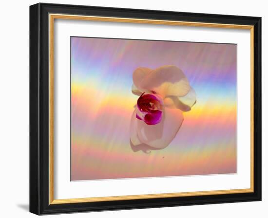 Spectrum-Charles Bowman-Framed Photographic Print