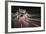 Speed Night 3-Moises Levy-Framed Photographic Print