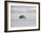 Speeding Motorcycle During Bonneville Hot Rod Meet at the Bonneville Salt Flats in Utah-J^ R^ Eyerman-Framed Photographic Print