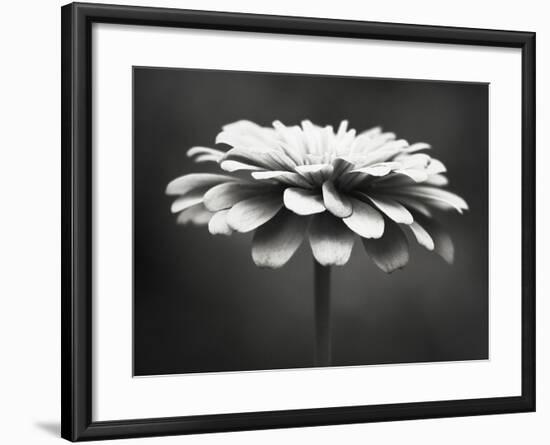 Spellbinding-Carolyn Cochrane-Framed Photographic Print