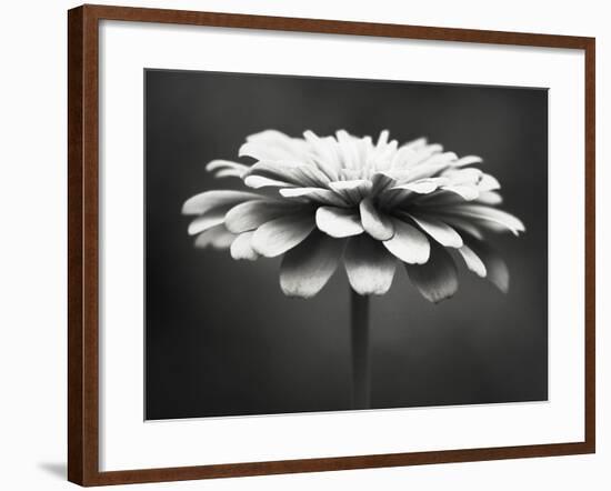 Spellbinding-Carolyn Cochrane-Framed Photographic Print