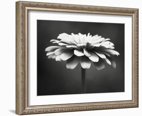 Spellbinding-Carolyn Cochrane-Framed Photographic Print