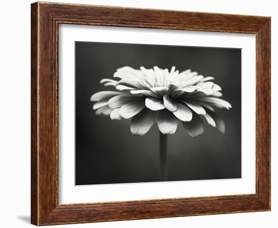 Spellbinding-Carolyn Cochrane-Framed Photographic Print