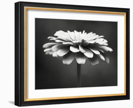 Spellbinding-Carolyn Cochrane-Framed Photographic Print