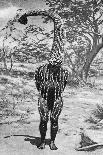 An Emu Man Performing the Sacred Totem of His Group, Australia, 1922-Spencer and Gillen-Framed Premier Image Canvas