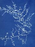 19th-century Alga Cyanotype-Spencer Collection-Framed Premier Image Canvas