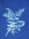 19th-century Alga Cyanotype-Spencer Collection-Premier Image Canvas