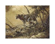 White Siberian Tiger-Spencer Hodge-Giclee Print