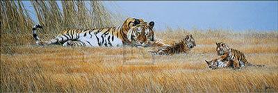 White Siberian Tiger-Spencer Hodge-Giclee Print