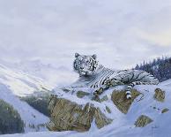 White Siberian Tiger-Spencer Hodge-Giclee Print
