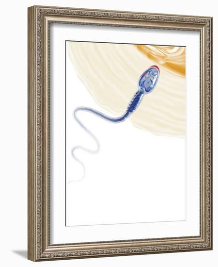 Sperm Fertilising An Egg, Artwork-Henning Dalhoff-Framed Photographic Print