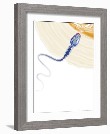 Sperm Fertilising An Egg, Artwork-Henning Dalhoff-Framed Photographic Print