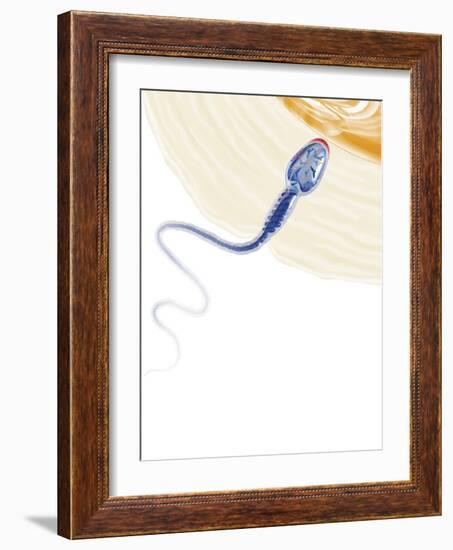 Sperm Fertilising An Egg, Artwork-Henning Dalhoff-Framed Photographic Print