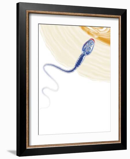 Sperm Fertilising An Egg, Artwork-Henning Dalhoff-Framed Photographic Print