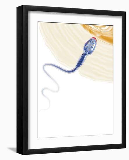 Sperm Fertilising An Egg, Artwork-Henning Dalhoff-Framed Photographic Print