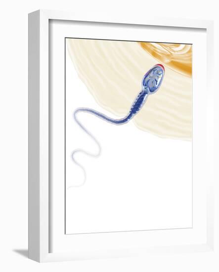 Sperm Fertilising An Egg, Artwork-Henning Dalhoff-Framed Photographic Print