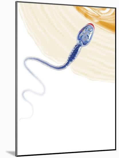 Sperm Fertilising An Egg, Artwork-Henning Dalhoff-Mounted Photographic Print