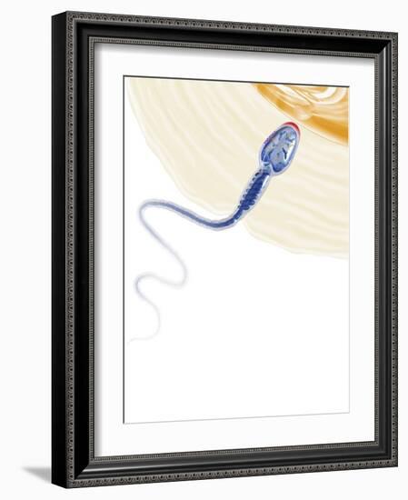 Sperm Fertilising An Egg, Artwork-Henning Dalhoff-Framed Photographic Print