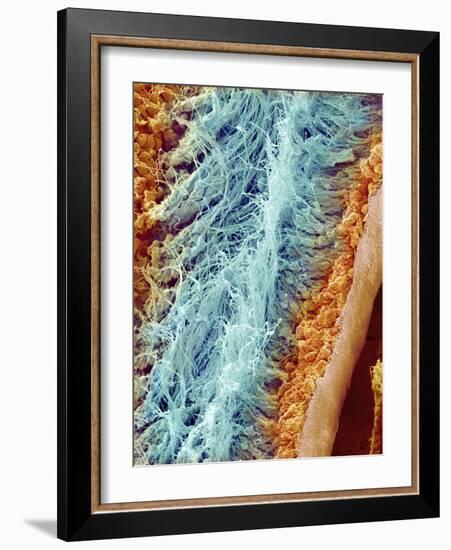 Sperm in rat testes-Micro Discovery-Framed Photographic Print