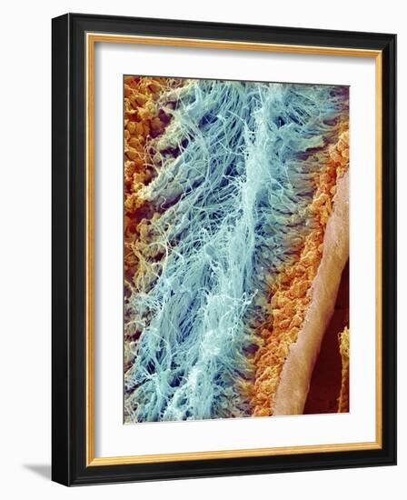 Sperm in rat testes-Micro Discovery-Framed Photographic Print