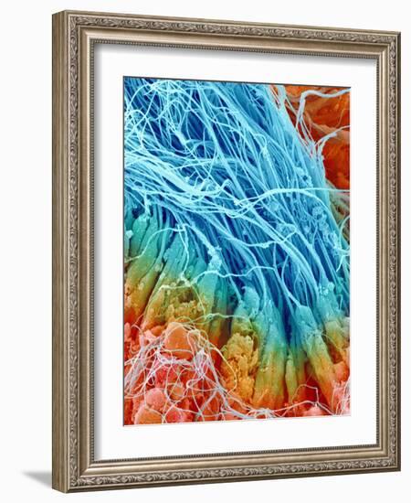 Sperm in rat testis-Micro Discovery-Framed Photographic Print