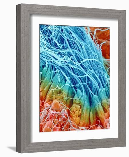 Sperm in rat testis-Micro Discovery-Framed Photographic Print