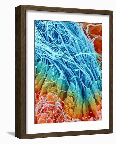 Sperm in rat testis-Micro Discovery-Framed Photographic Print