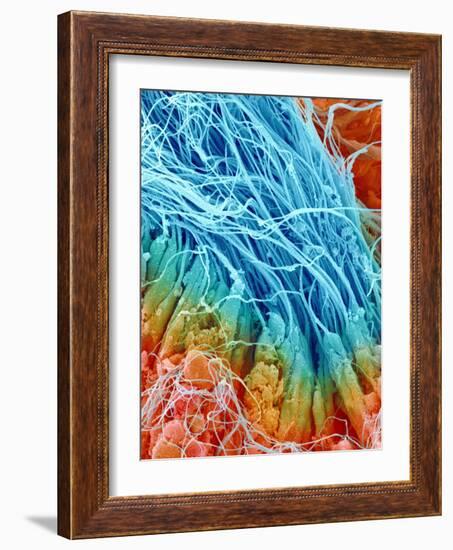 Sperm in rat testis-Micro Discovery-Framed Photographic Print