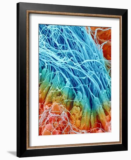 Sperm in rat testis-Micro Discovery-Framed Photographic Print