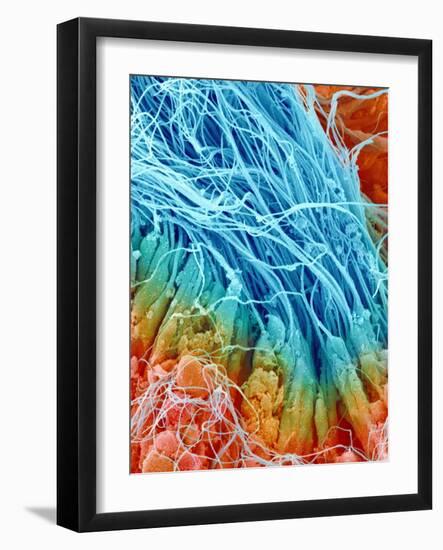 Sperm in rat testis-Micro Discovery-Framed Photographic Print