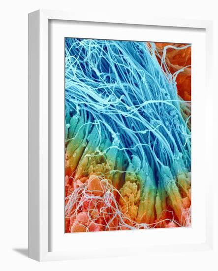 Sperm in rat testis-Micro Discovery-Framed Photographic Print