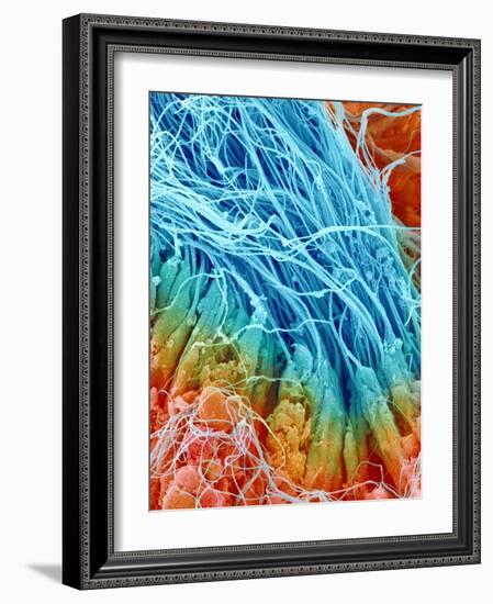 Sperm in rat testis-Micro Discovery-Framed Photographic Print