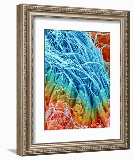 Sperm in rat testis-Micro Discovery-Framed Photographic Print