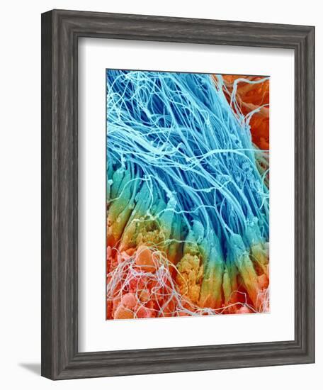 Sperm in rat testis-Micro Discovery-Framed Photographic Print