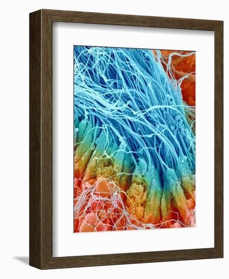 Sperm in rat testis-Micro Discovery-Framed Photographic Print