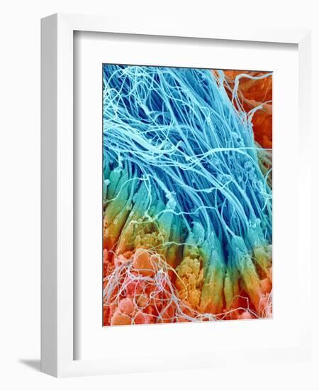 Sperm in rat testis-Micro Discovery-Framed Photographic Print