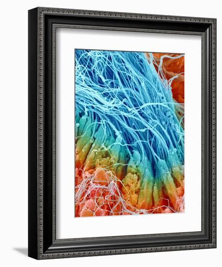 Sperm in rat testis-Micro Discovery-Framed Photographic Print