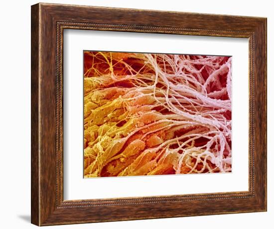 Sperm in Testis of a Rat-Micro Discovery-Framed Photographic Print